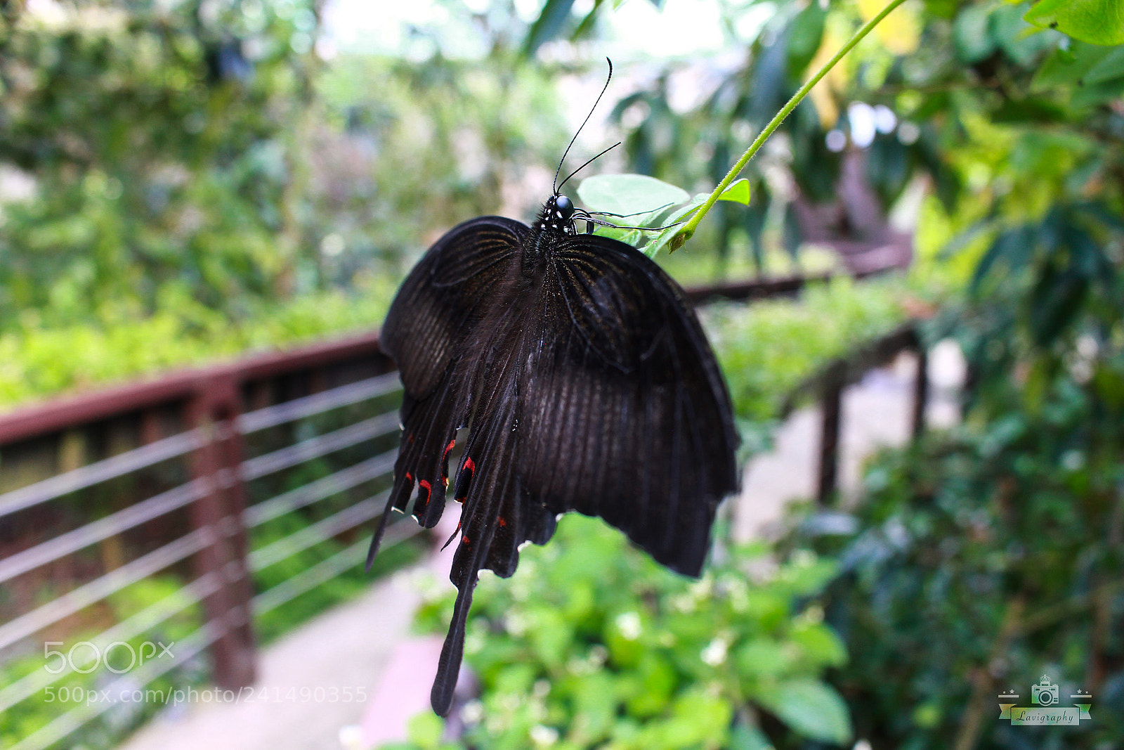Canon EOS 100D (EOS Rebel SL1 / EOS Kiss X7) sample photo. The little red rings photography