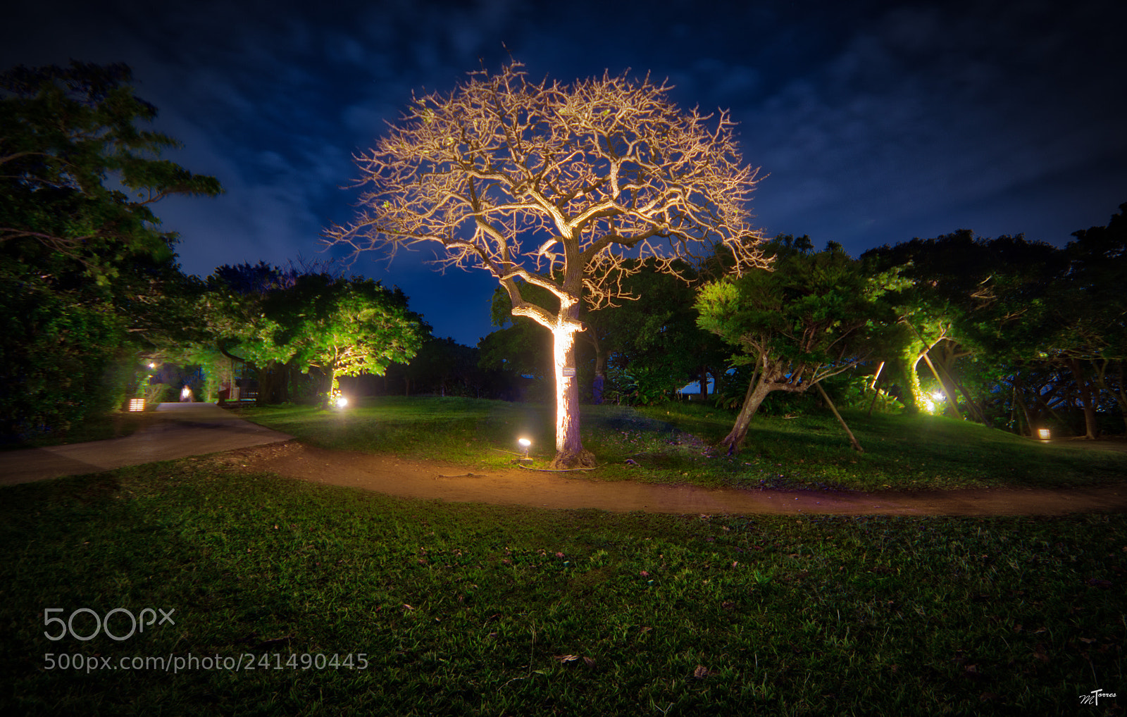 Nikon D7200 sample photo. Standing tall photography