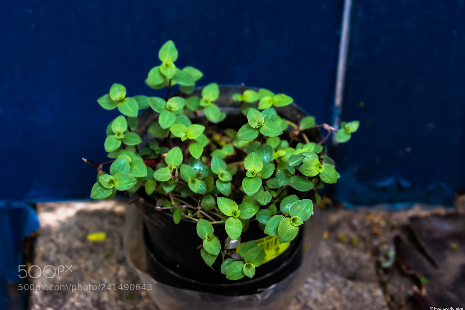 Nikon D5600 sample photo. Tostão photography