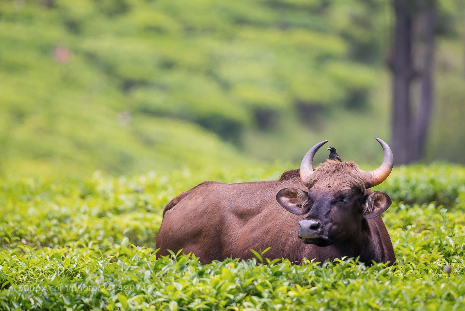 Nikon D800E sample photo. Indian gaur and myna photography