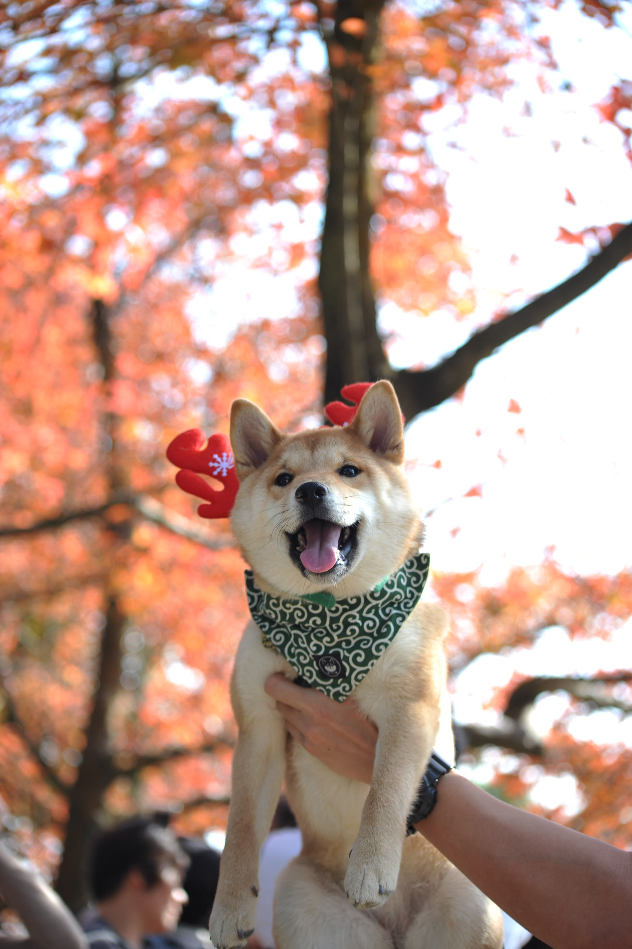 Nikon D700 + AF Nikkor 70-210mm f/4-5.6 sample photo. Dog and leaves photography