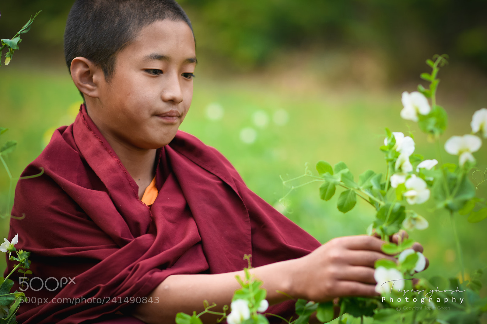 Nikon D7200 sample photo. Young sikkimese monk photography
