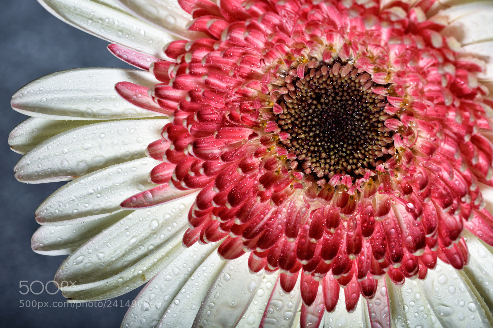 Nikon D810 sample photo. Lovely still life cxxix photography