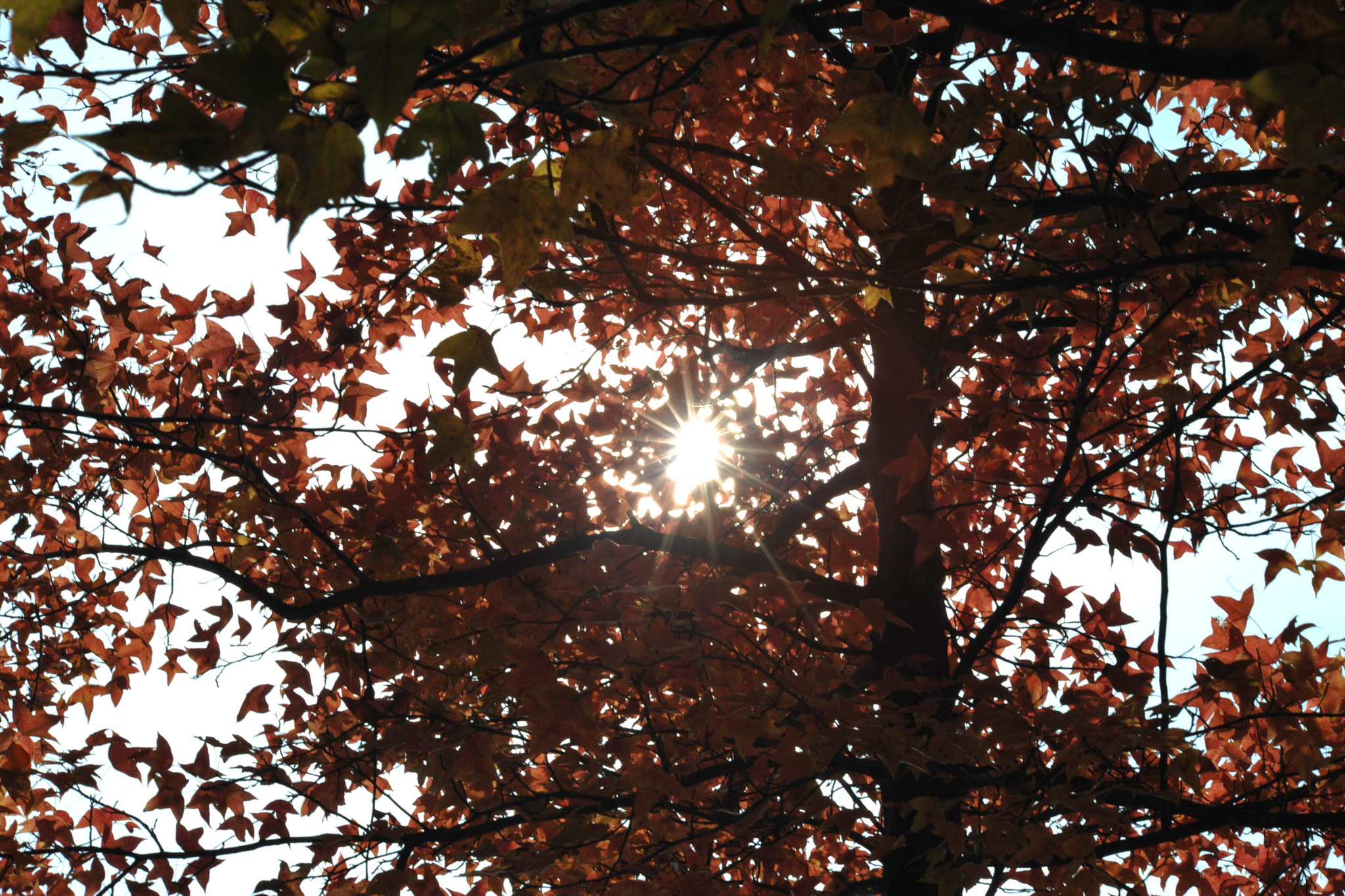 Nikon D700 + AF Nikkor 70-210mm f/4-5.6 sample photo. Sunlight and red leaves photography