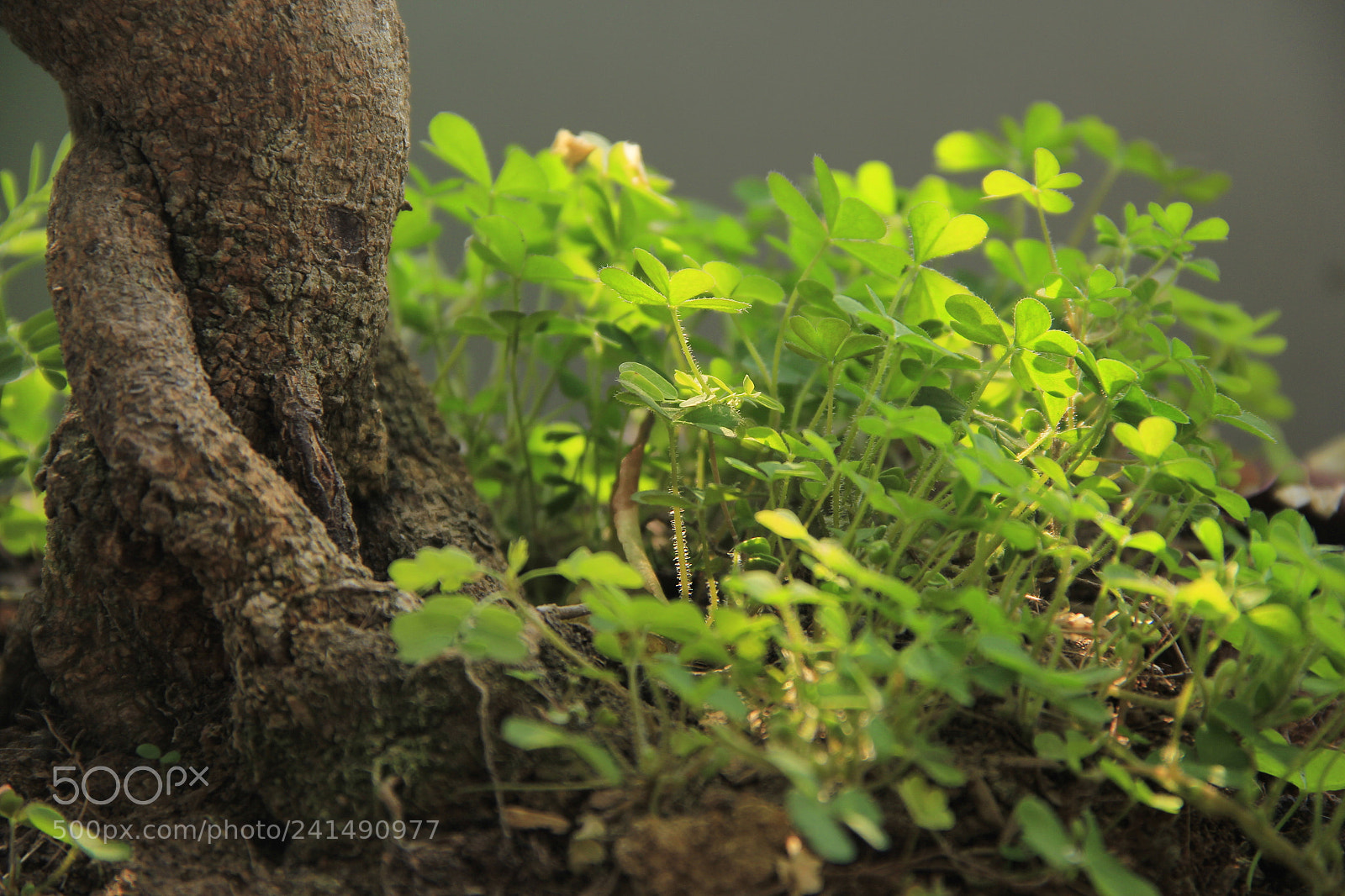 Canon EF-S 18-135mm F3.5-5.6 IS sample photo. Mg photography