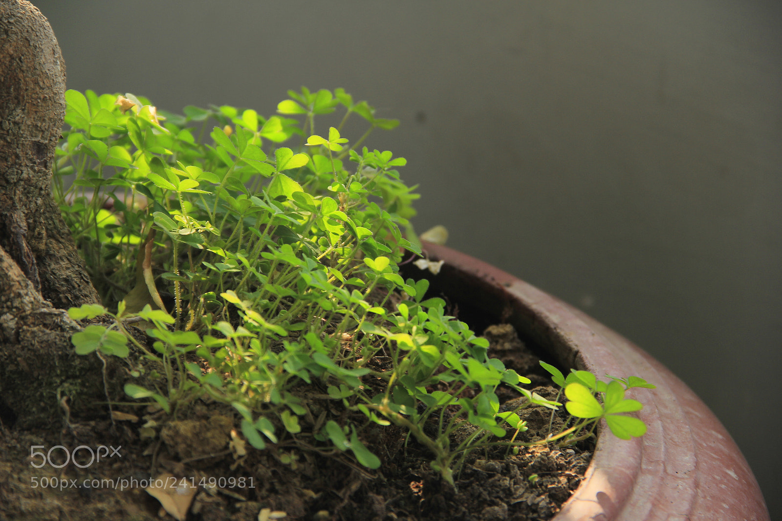 Canon EF-S 18-135mm F3.5-5.6 IS sample photo. Mg photography