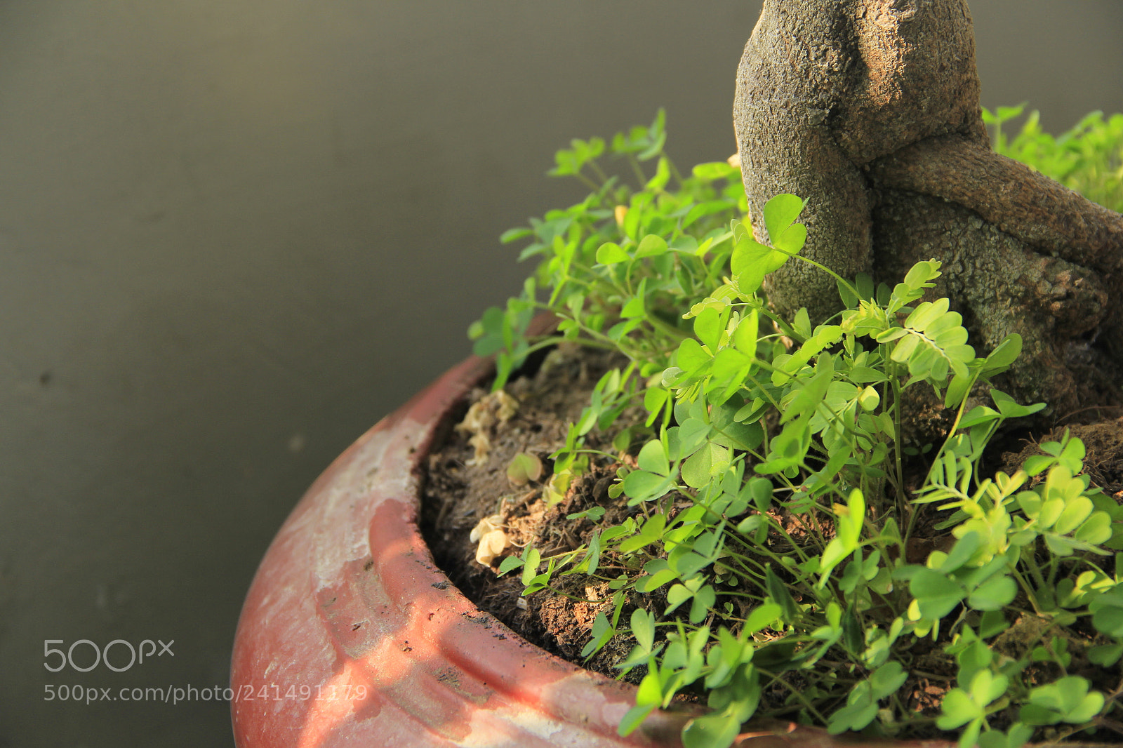 Canon EF-S 18-135mm F3.5-5.6 IS sample photo. Mg photography