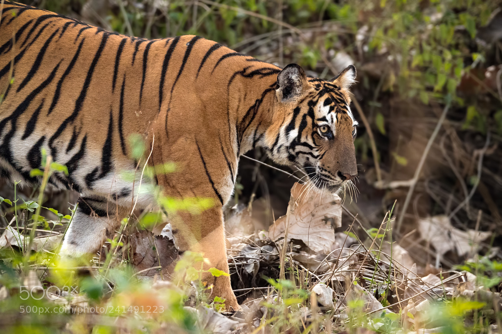Nikon D5 sample photo. Indian tiger! photography