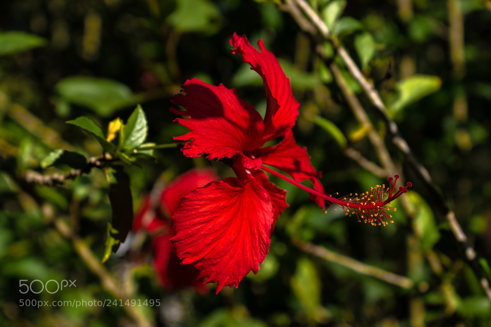 Nikon D5600 sample photo. Hibisco photography