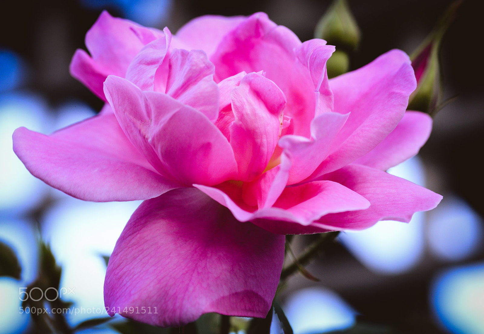 Nikon D600 sample photo. Pink petals photography