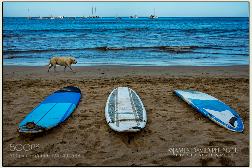 Fujifilm X100S sample photo. Surf dog photography