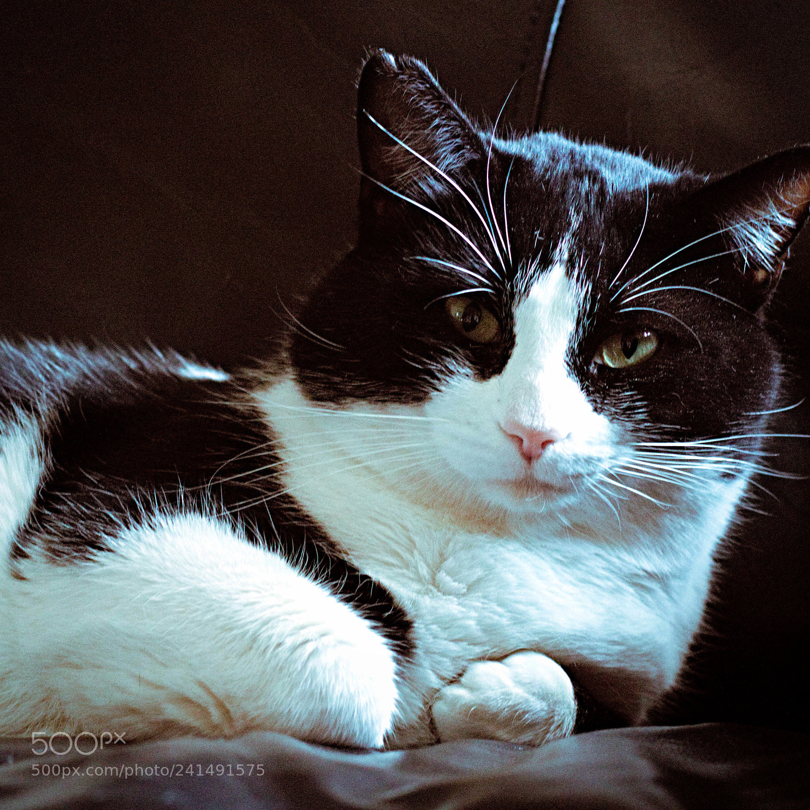 Canon EOS 750D (EOS Rebel T6i / EOS Kiss X8i) sample photo. Got myself a new photography