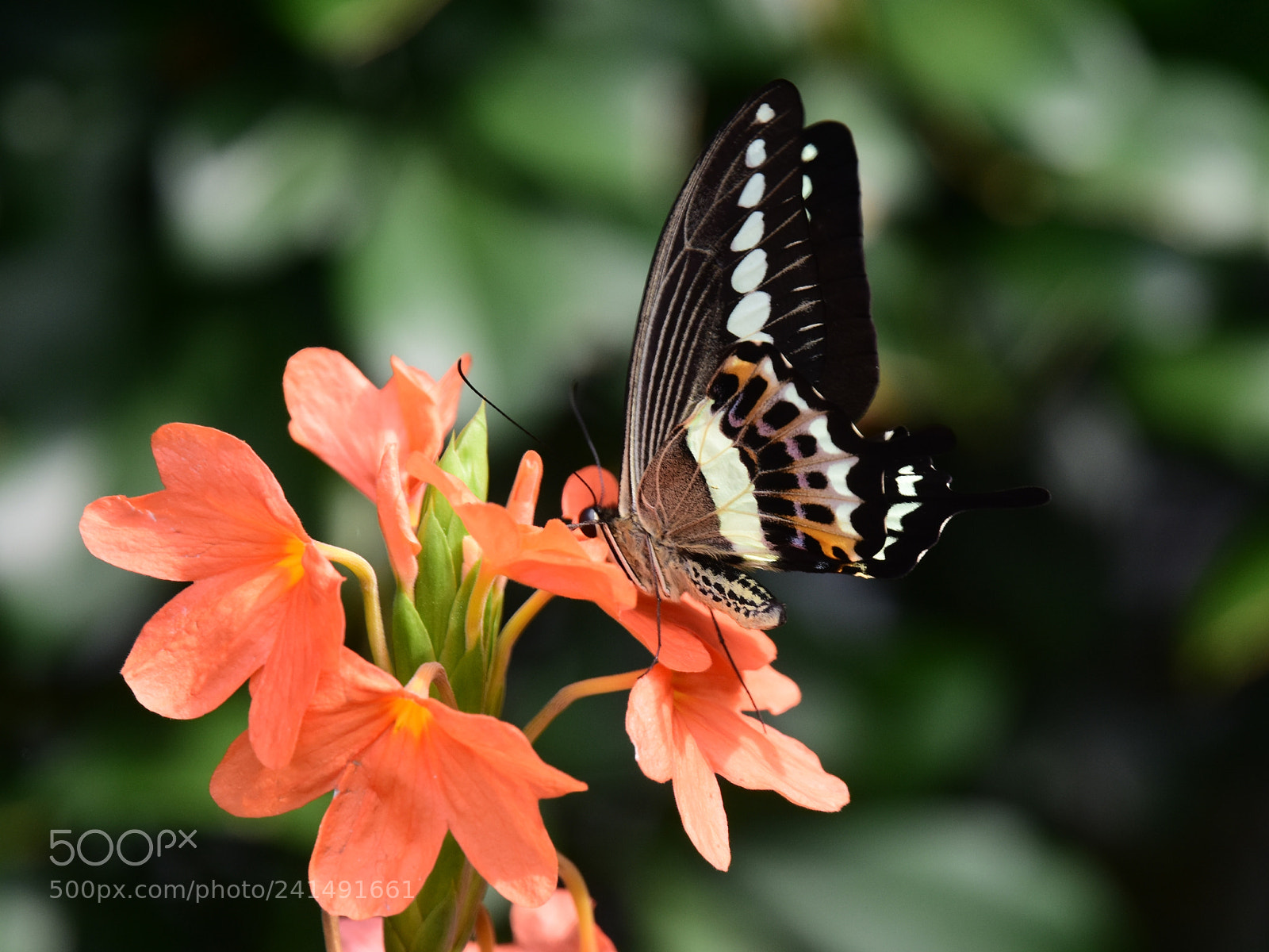 Nikon D7200 sample photo. Butterfly on orange flower photography