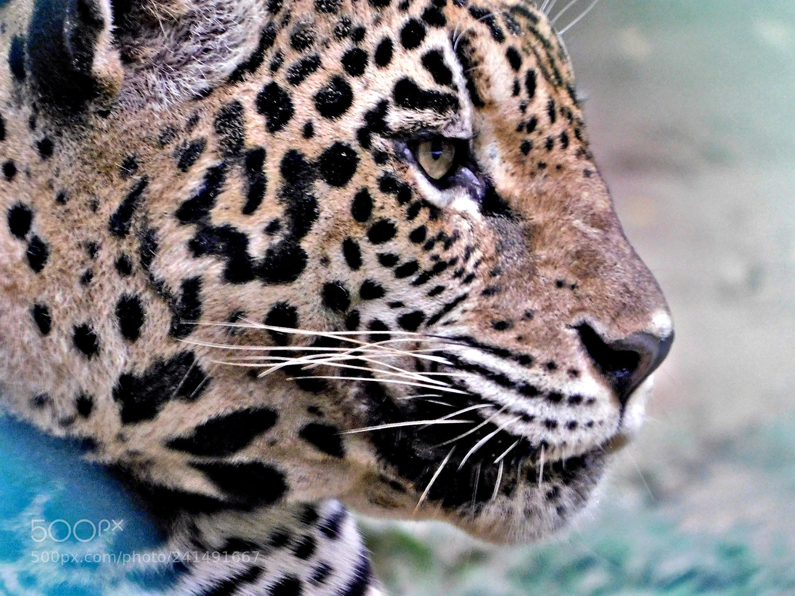 Nikon Coolpix B500 sample photo. Animal photography