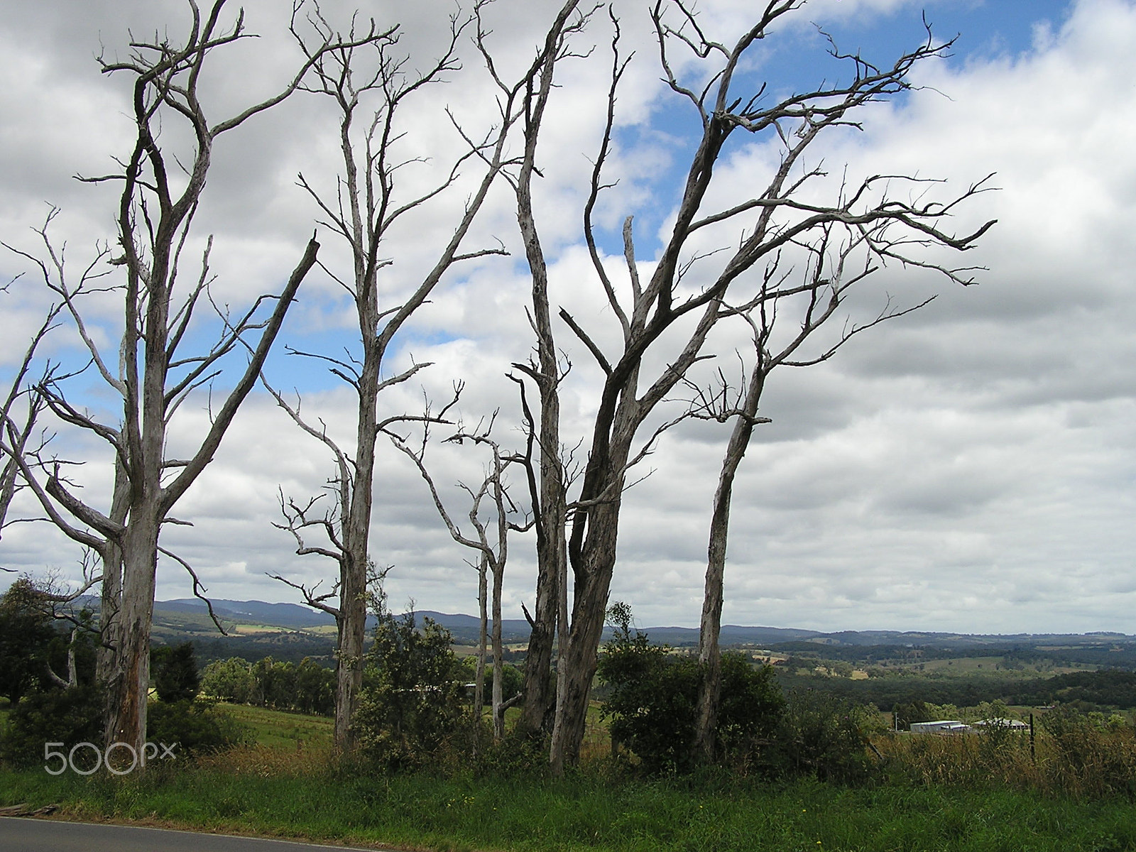 Olympus C740UZ sample photo. Old trees and farmland wandin victoria australia photography