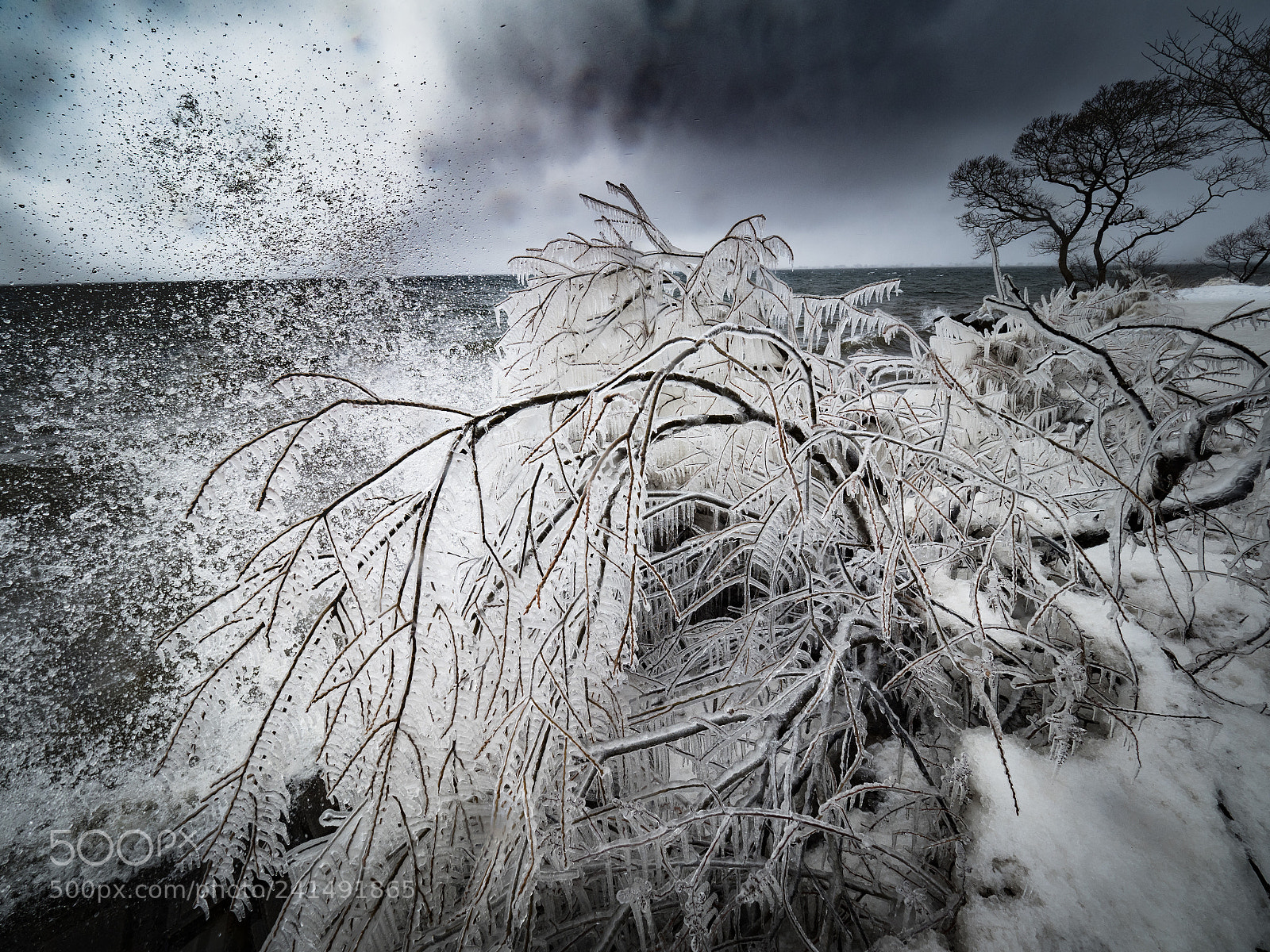 Olympus OM-D E-M1 Mark II sample photo. Frozen tree photography