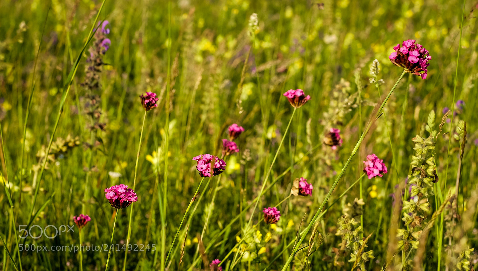 Fujifilm X-A1 sample photo. Untitled photography