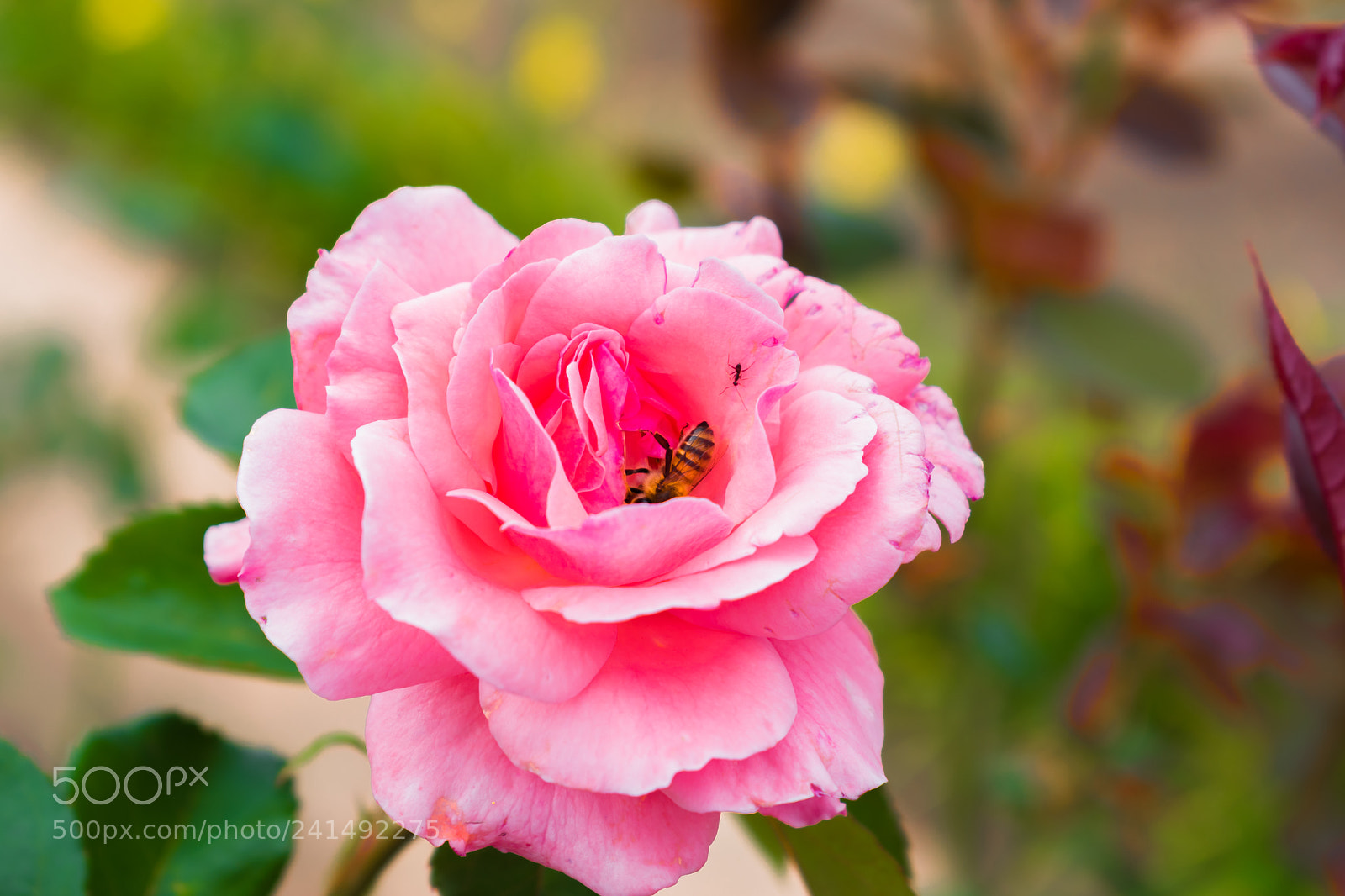 Nikon D5600 sample photo. Rosa photography