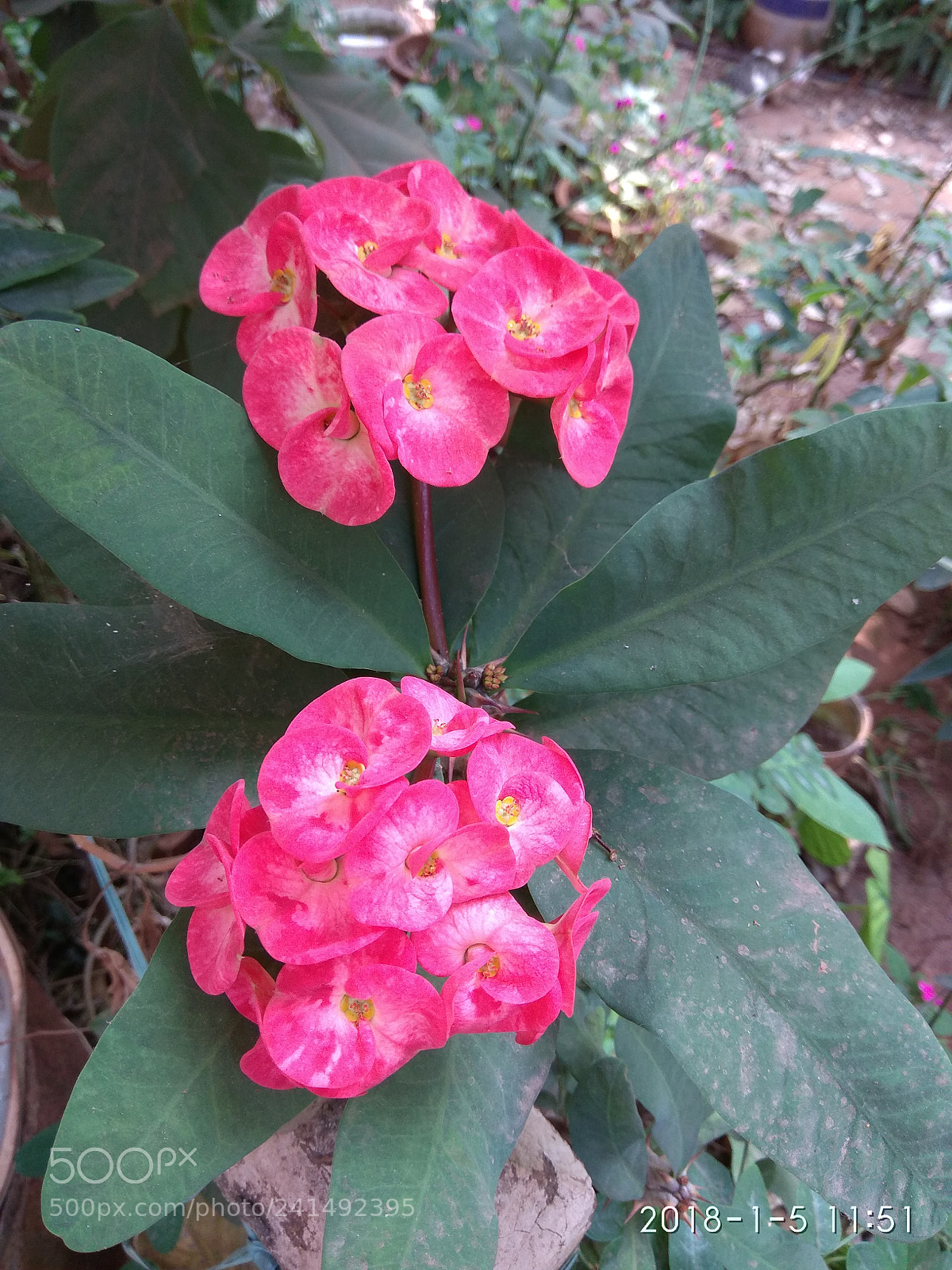 Xiaomi Redmi Note 4 sample photo. Img_20180105_115134.jpg photography