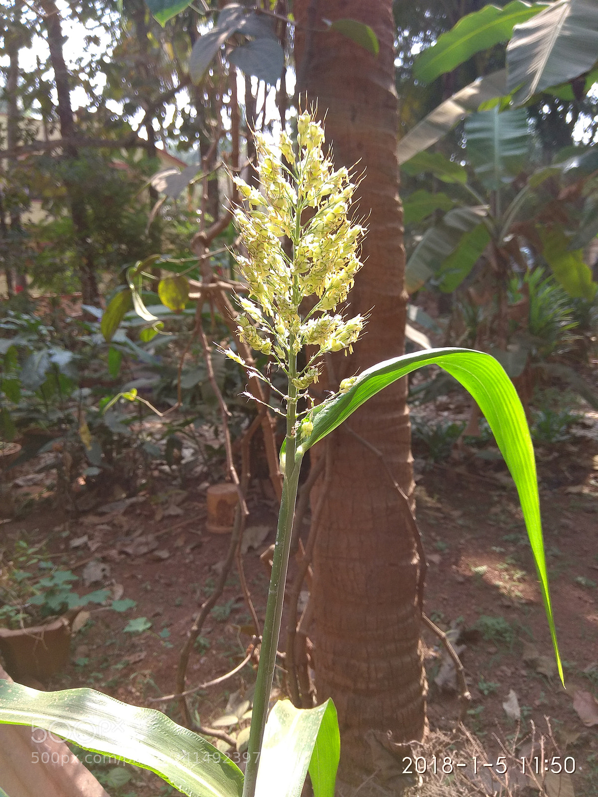 Xiaomi Redmi Note 4 sample photo. Img_20180105_115026.jpg photography