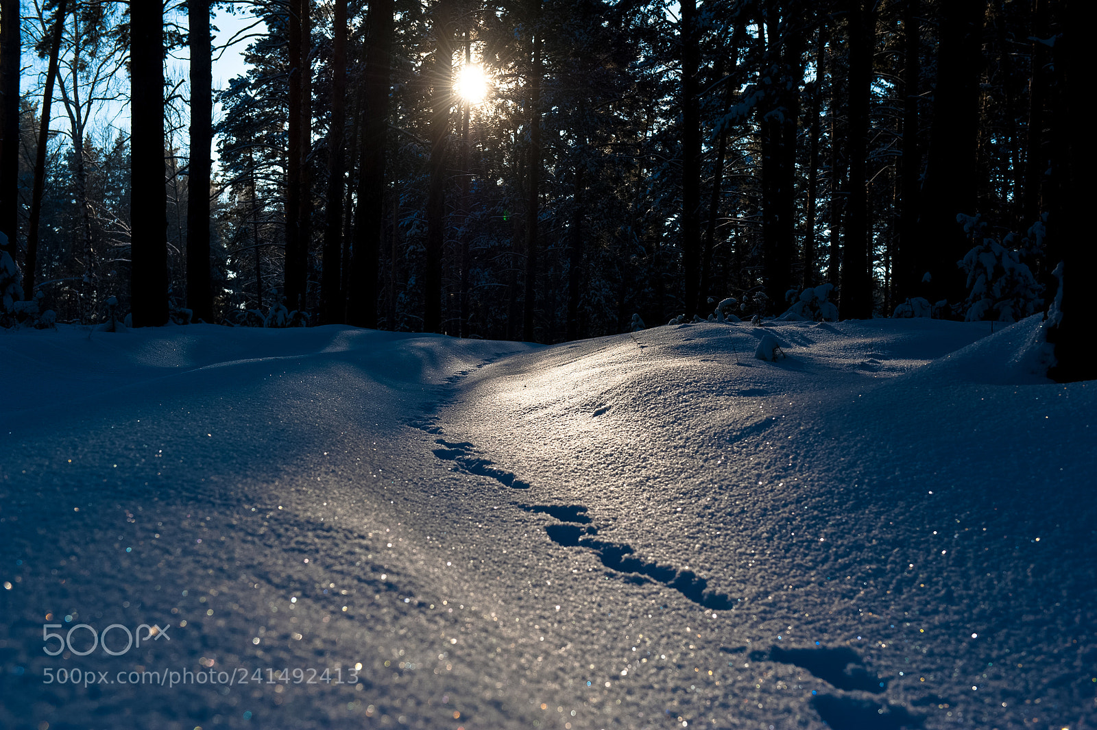 Nikon D700 sample photo. Snow forest photography