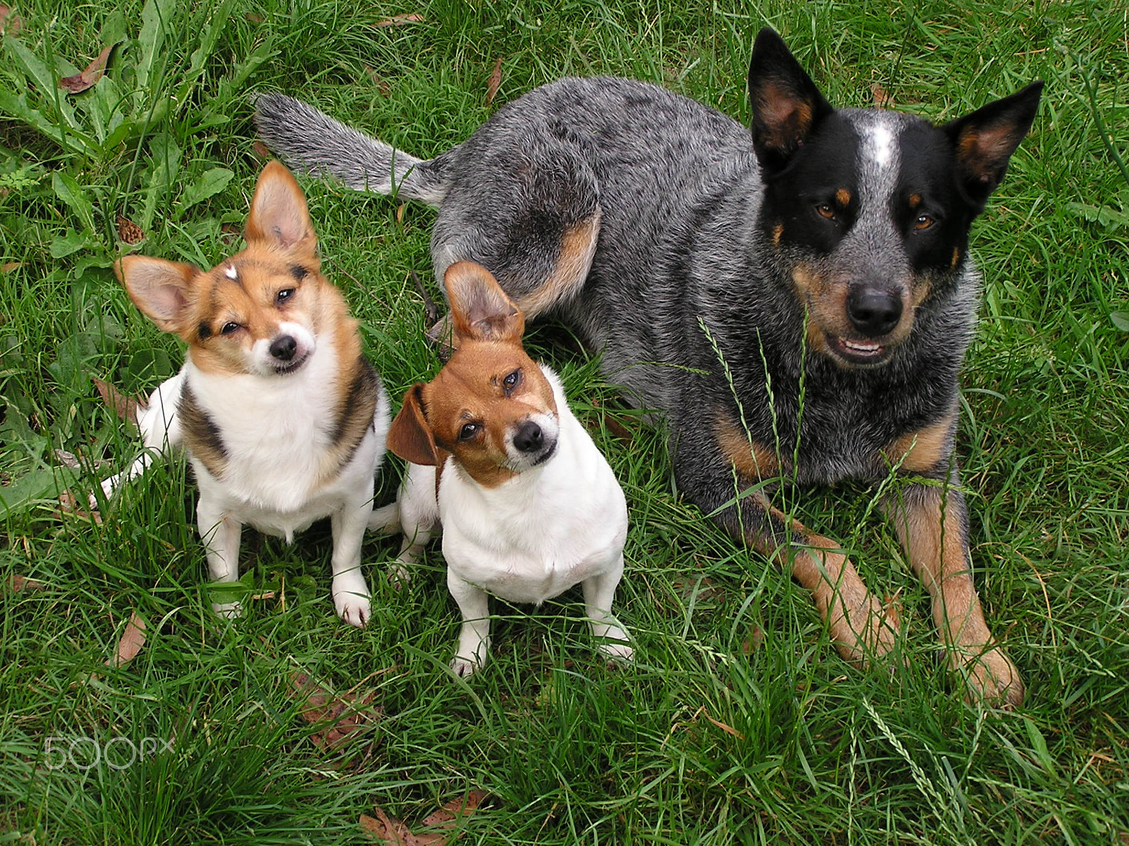 Olympus C740UZ sample photo. Attentive puppies photography