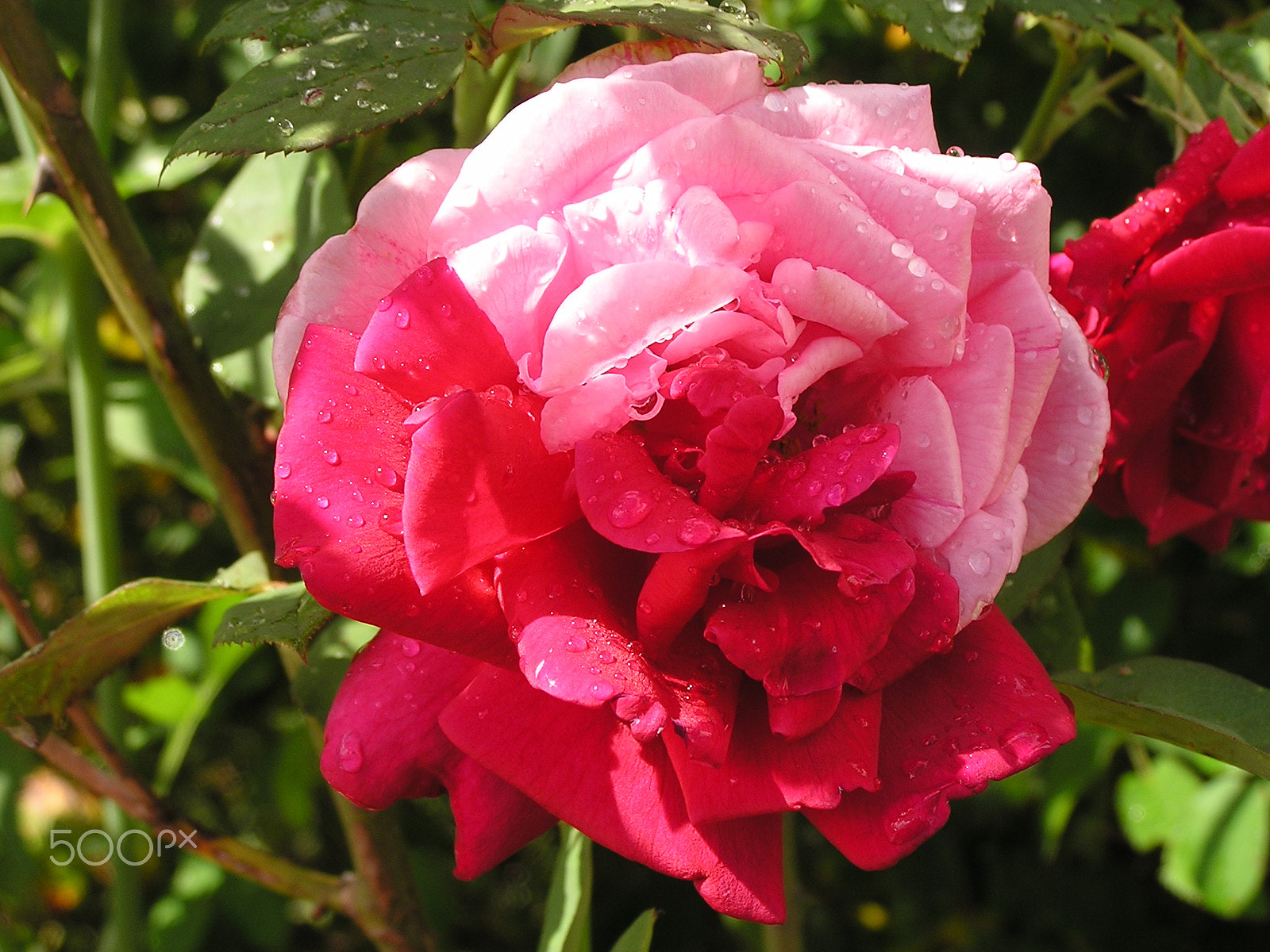 Olympus C740UZ sample photo. Half pink half red rose photography