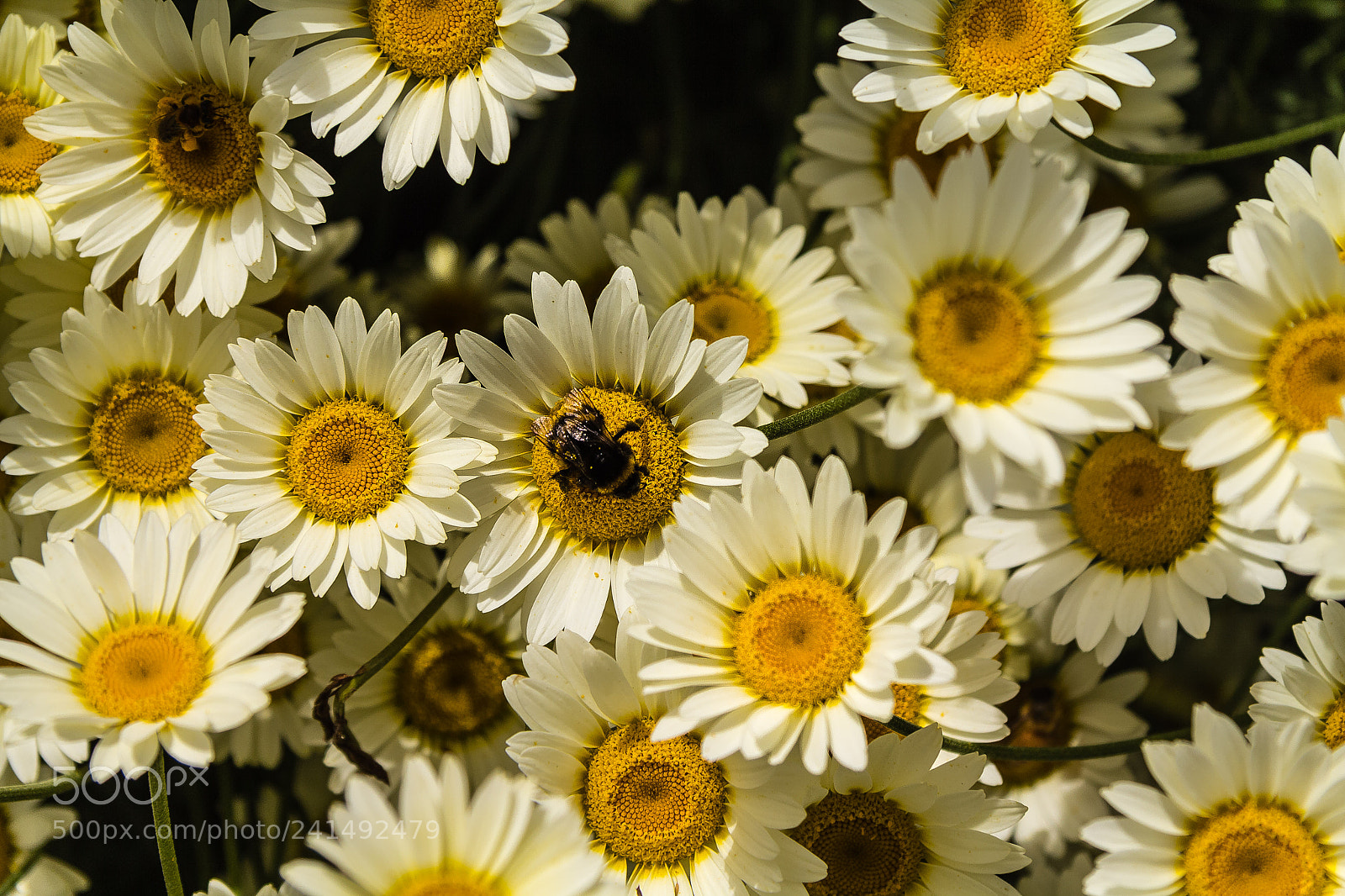 Canon EOS 60D sample photo. Anthemis 'sauce hollandaise' photography