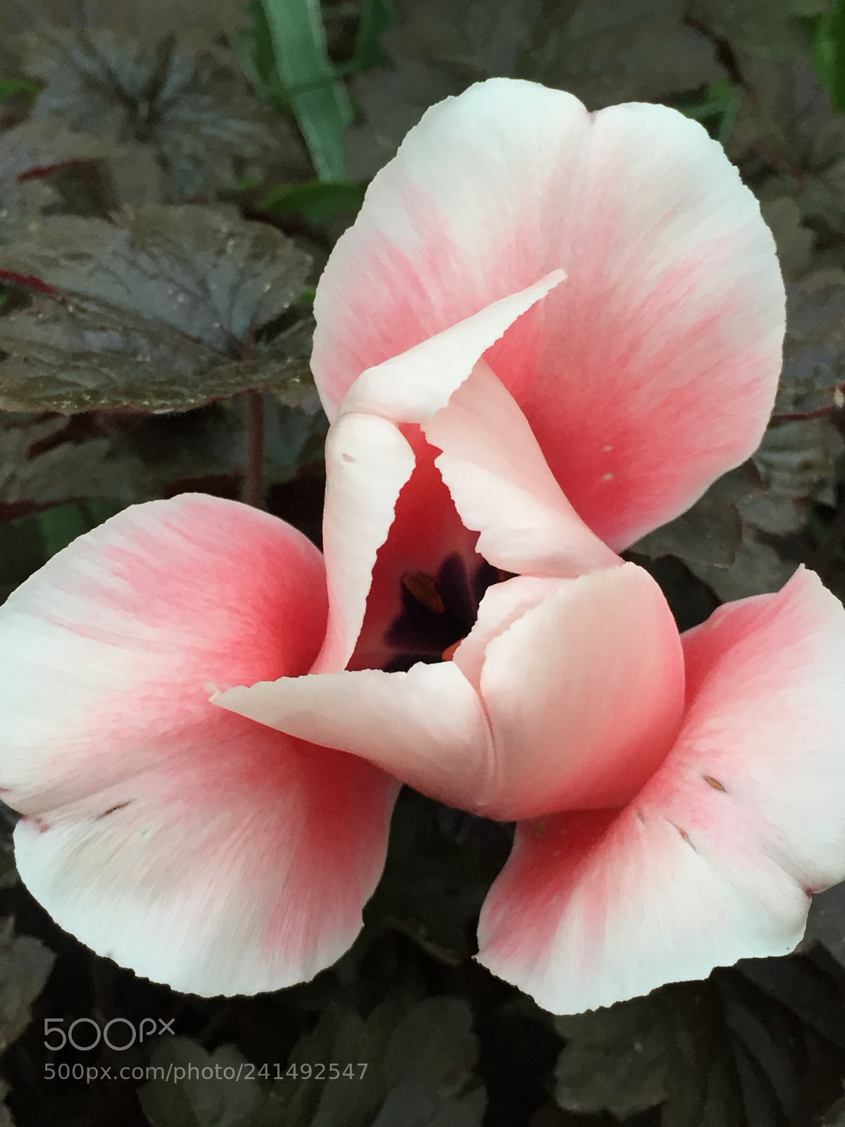 Apple iPhone 6 sample photo. Untitled photography