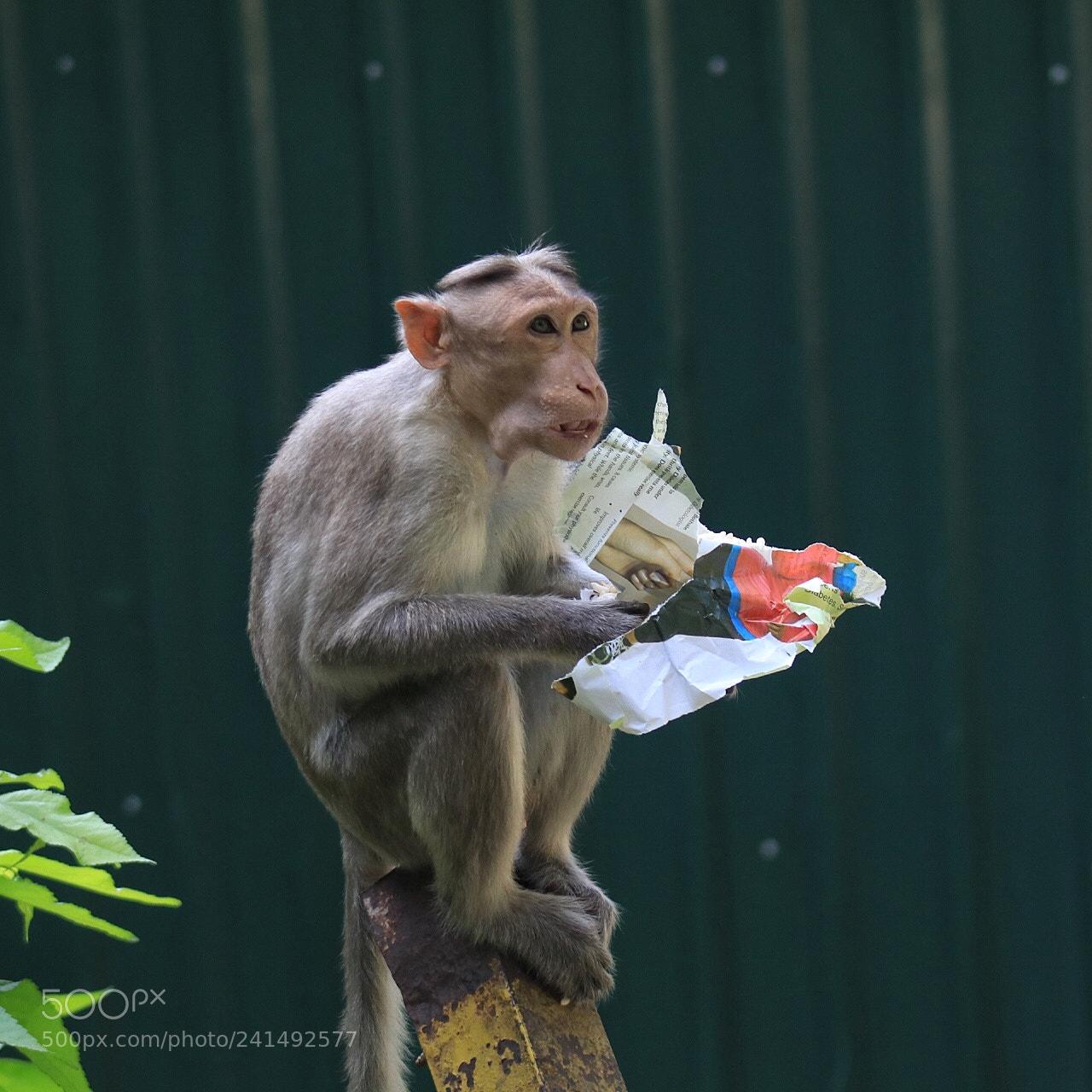 Canon EOS 80D sample photo. Chips eating monkey photography