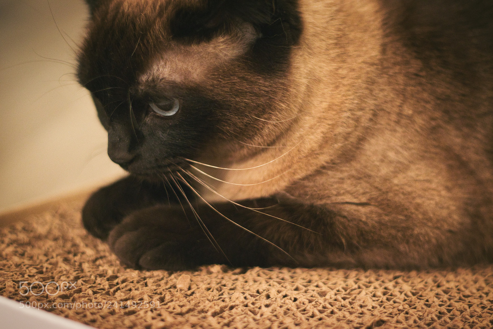 Canon EOS 800D (EOS Rebel T7i / EOS Kiss X9i) sample photo. 5/365: siamese cat photography