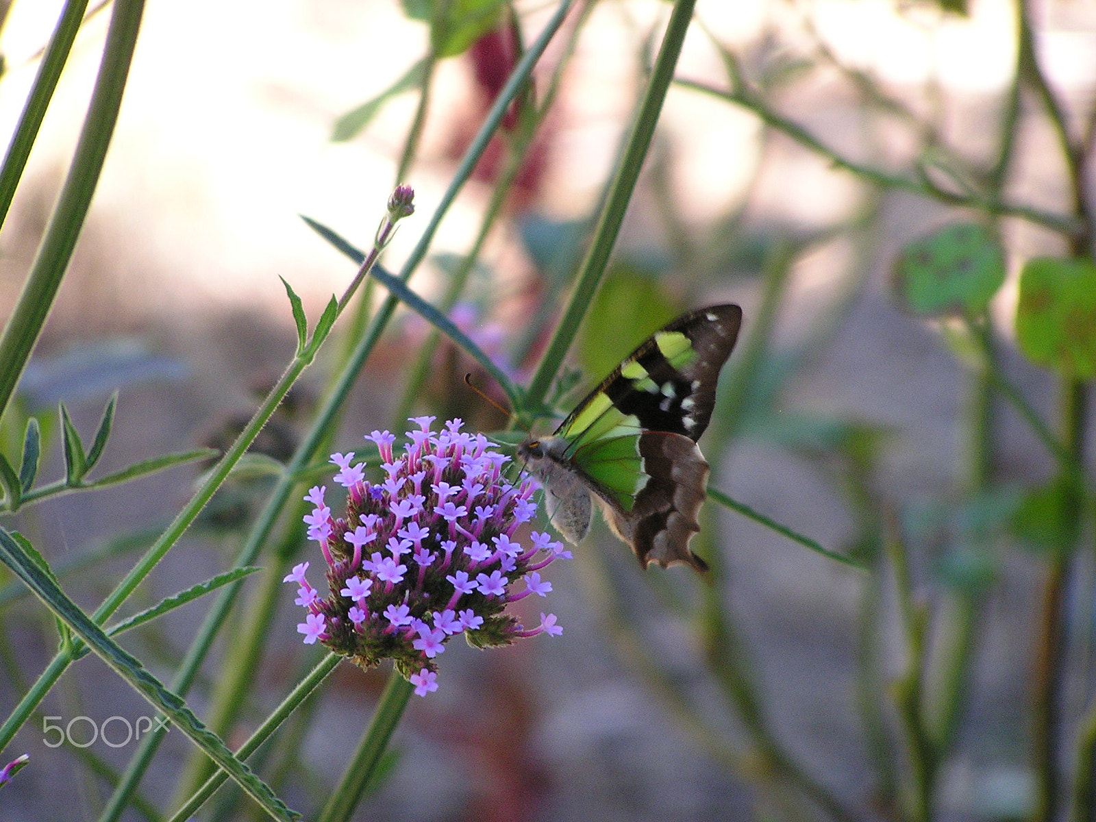 Olympus C740UZ sample photo. Green butterfly photography