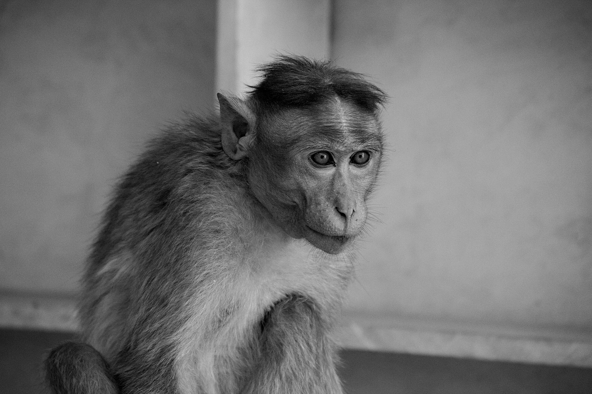 Canon EOS 550D (EOS Rebel T2i / EOS Kiss X4) sample photo. An animal portrait photography