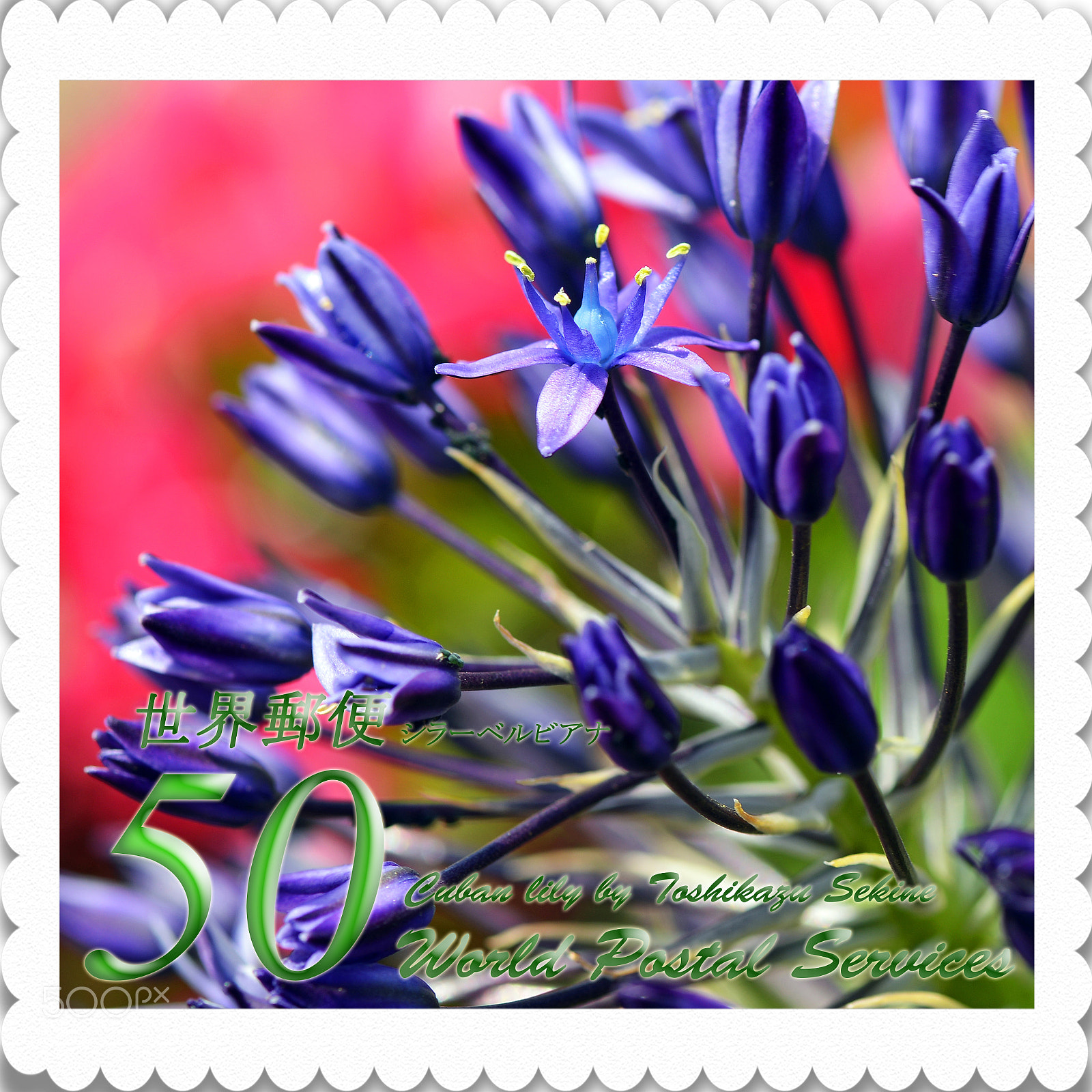 Nikon D800 sample photo. Cuban lily photography