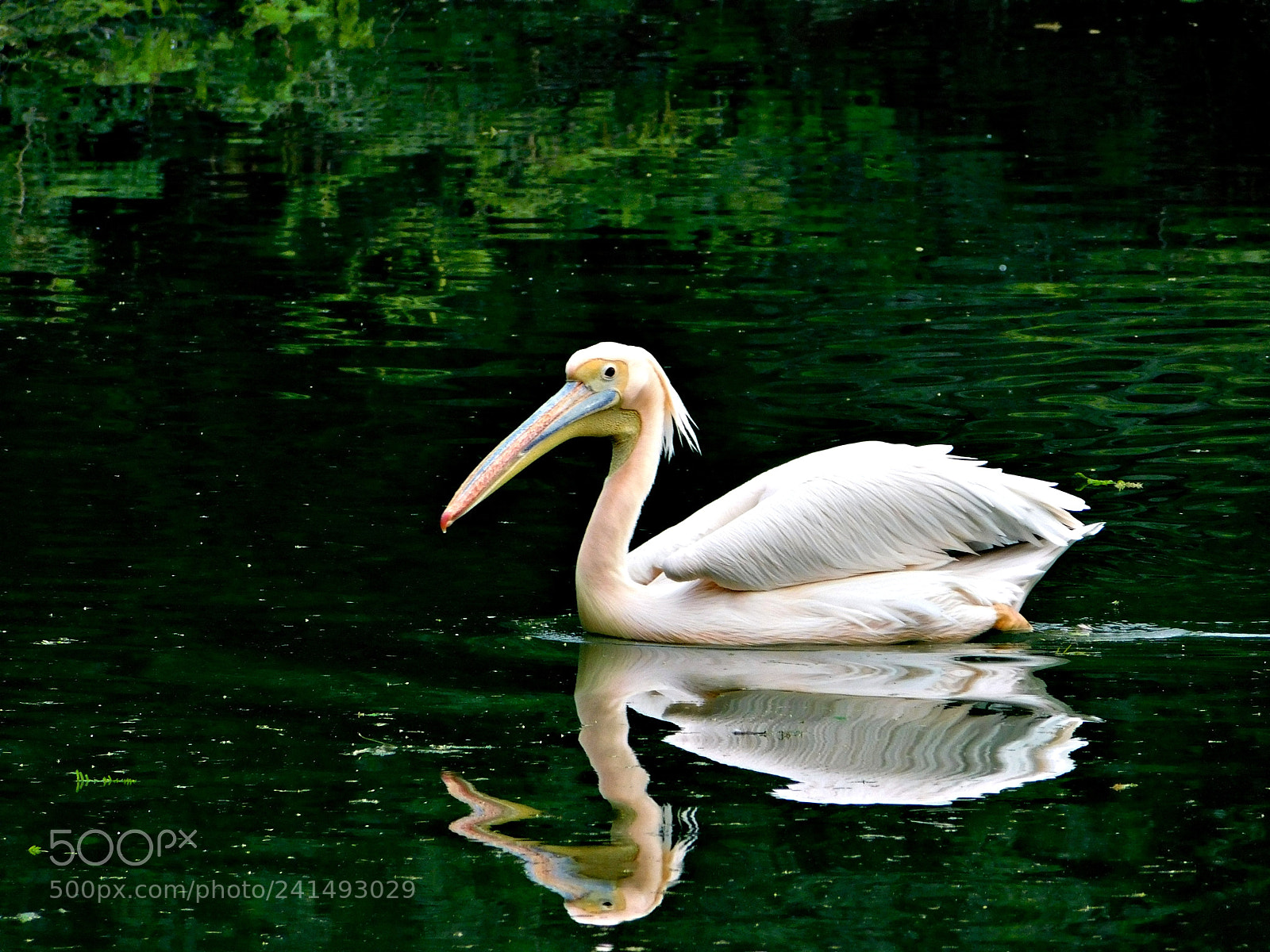 Nikon Coolpix B500 sample photo. Waterbird photography