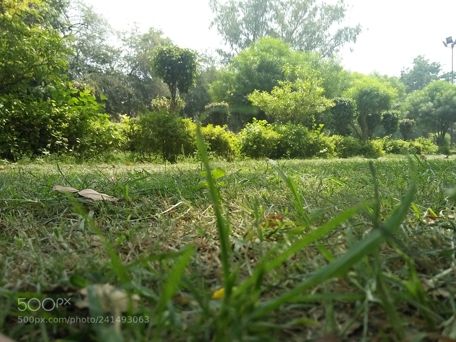 OPPO A37fw-International sample photo. Img photography