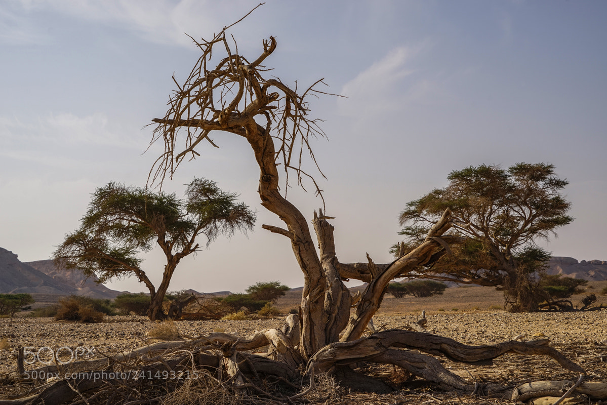 Sony a7R sample photo. 07.jpg photography