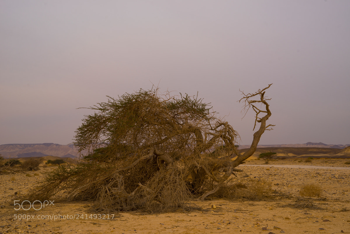 Sony a7R sample photo. 013.jpg photography