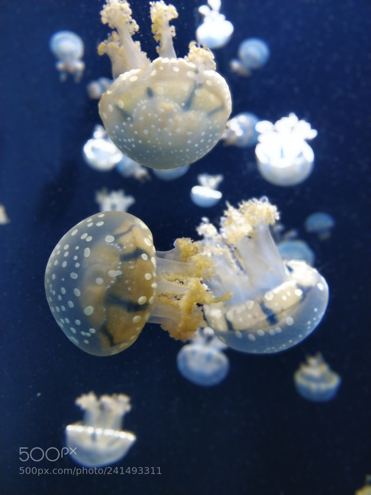 OnePlus 5T sample photo. Jellyfish photography