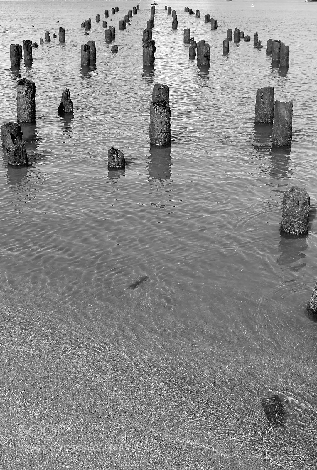 Canon EOS 1100D (EOS Rebel T3 / EOS Kiss X50) sample photo. Trunks on the river photography