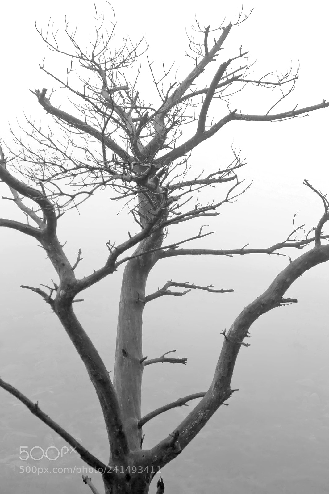 Canon EOS 1100D (EOS Rebel T3 / EOS Kiss X50) sample photo. Black and white tree photography