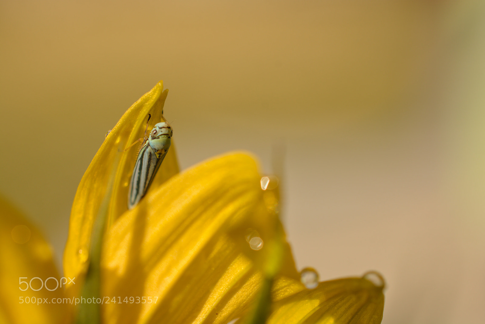Nikon D7100 sample photo. Yellow photography