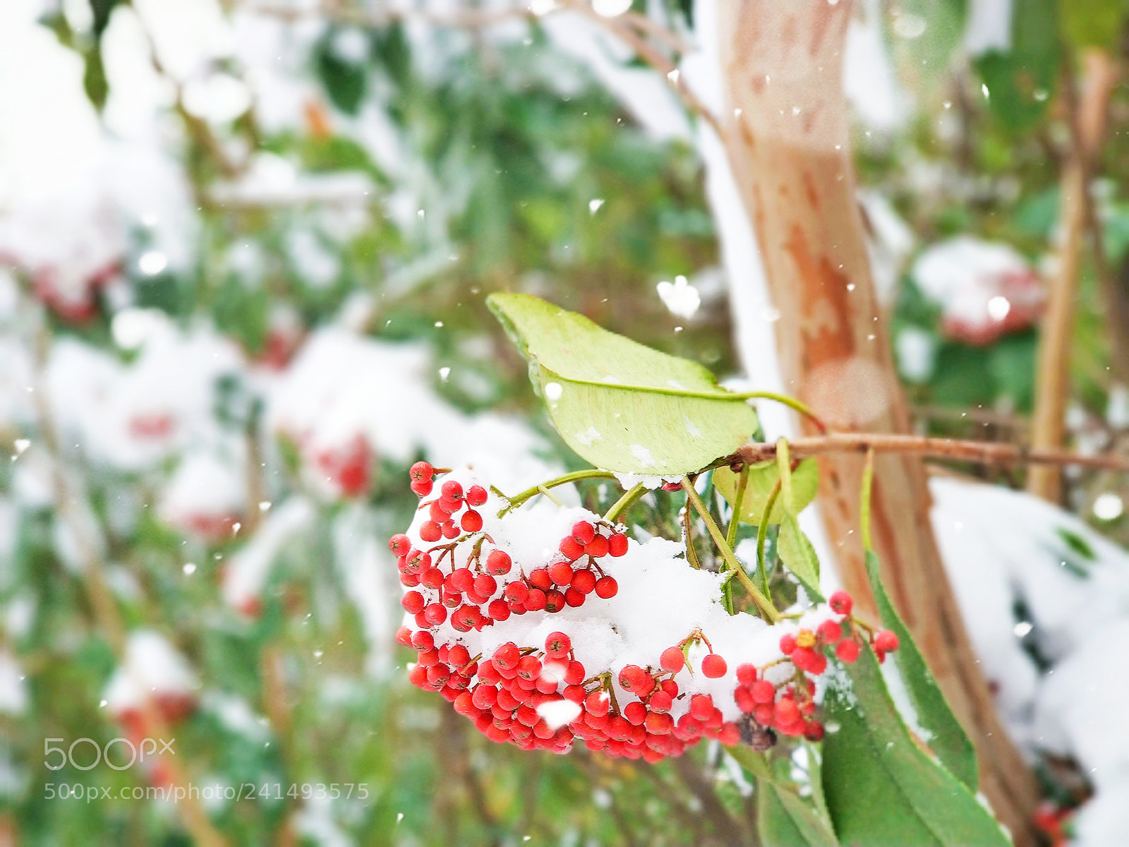 Xiaomi MI6 sample photo. Snow photography