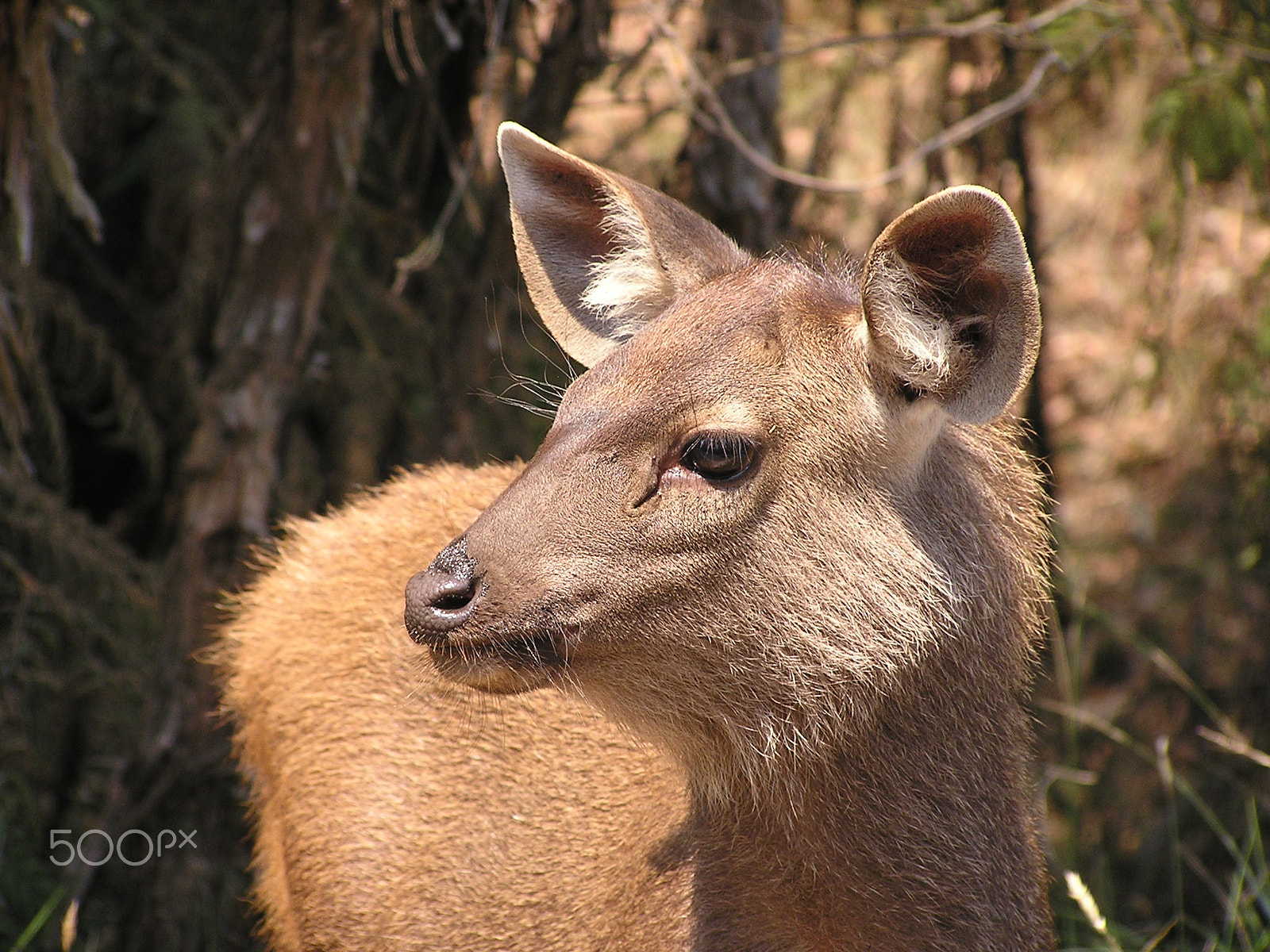 Olympus C740UZ sample photo. Deer mcmahons creek photography