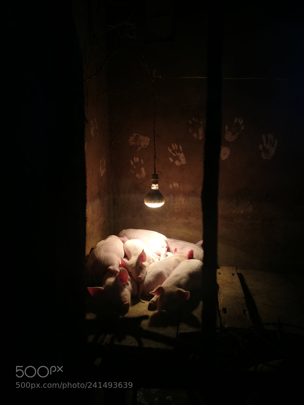 HUAWEI Mate 9 sample photo. Pig photography