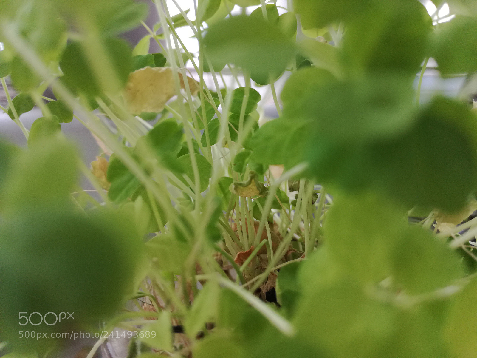 HUAWEI P9 LITE sample photo. Untitled photography