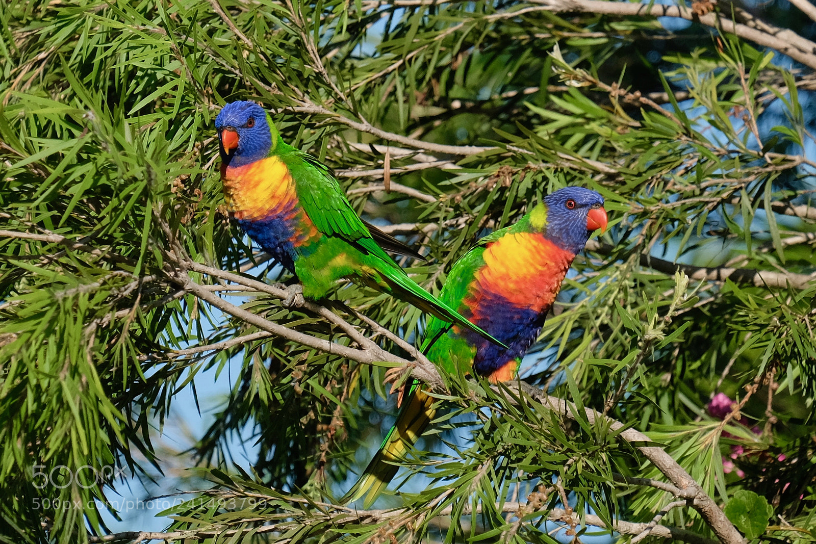 Fujifilm X-E3 sample photo. A pair of rainbows photography