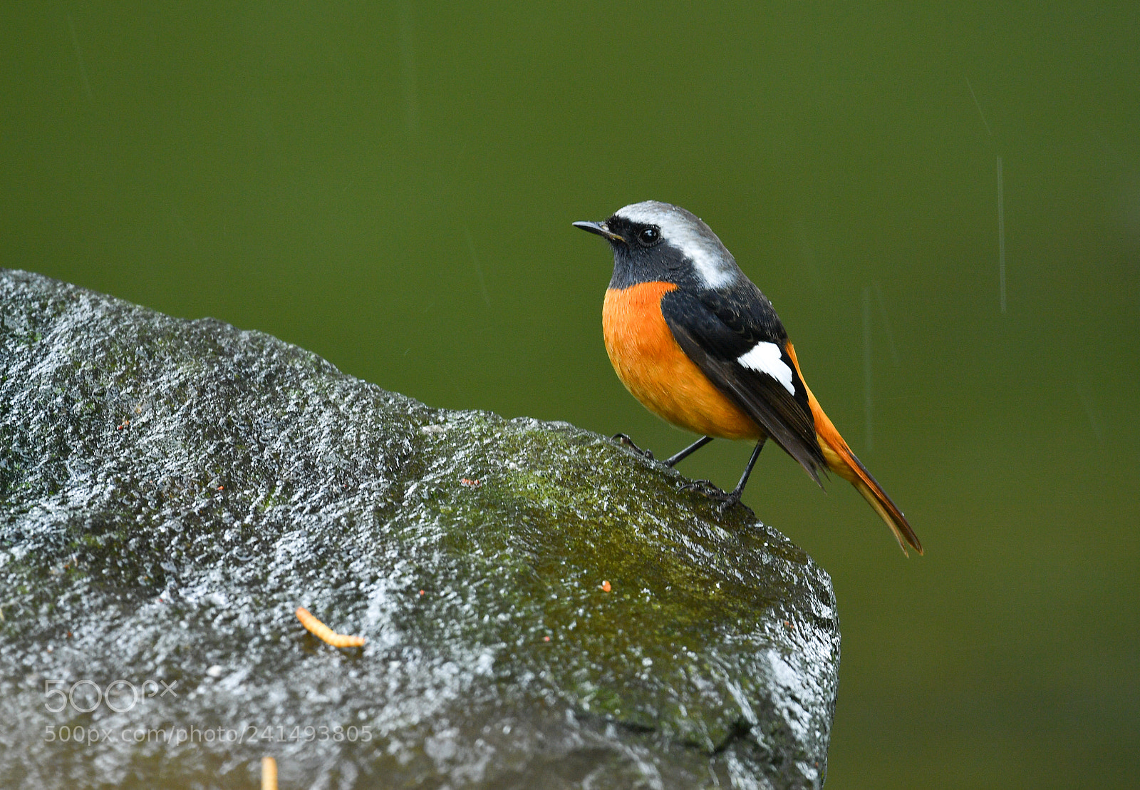 Nikon D5 sample photo. Daurian redstart photography