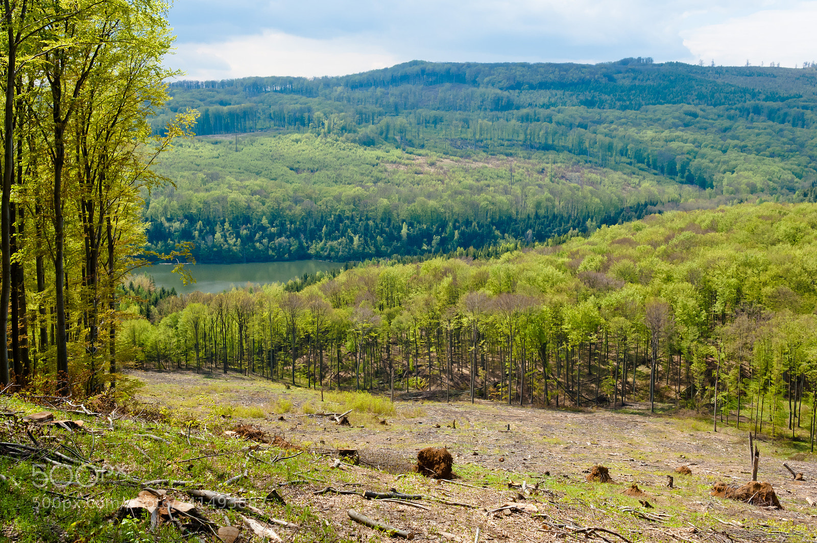 Nikon D2X sample photo. Woodland landscape, beech tree photography