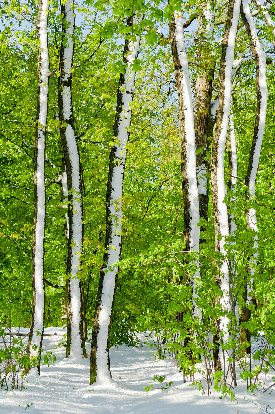 Nikon D2X sample photo. Merged seasons, snowfall in photography